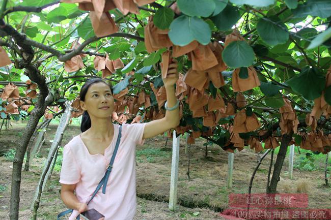 kiwifruit