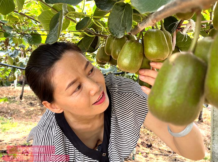 kiwifruit猕猴桃