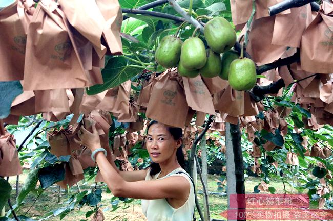 kiwifruit