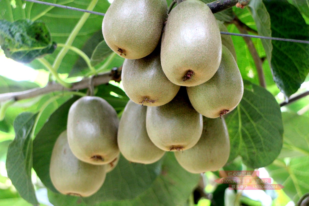 Kiwifruit planting