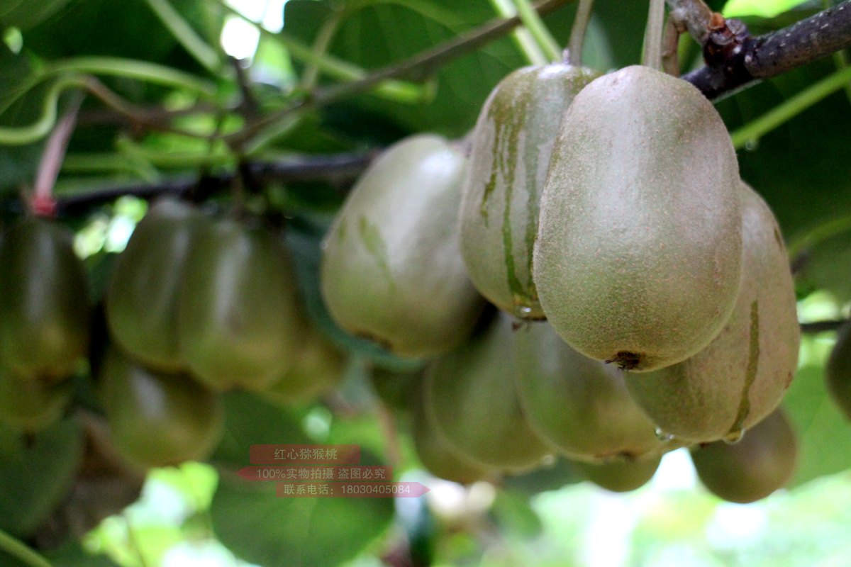 Kiwifruit planting