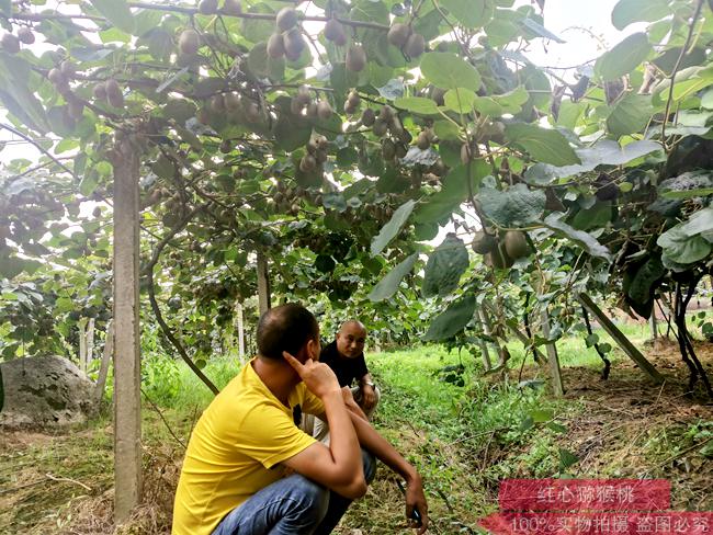 redkiwifruit猕猴桃