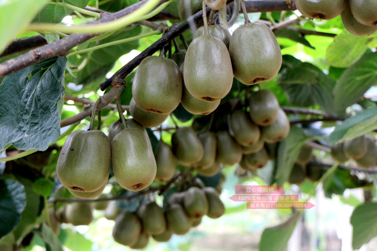 Kiwifruit orchard