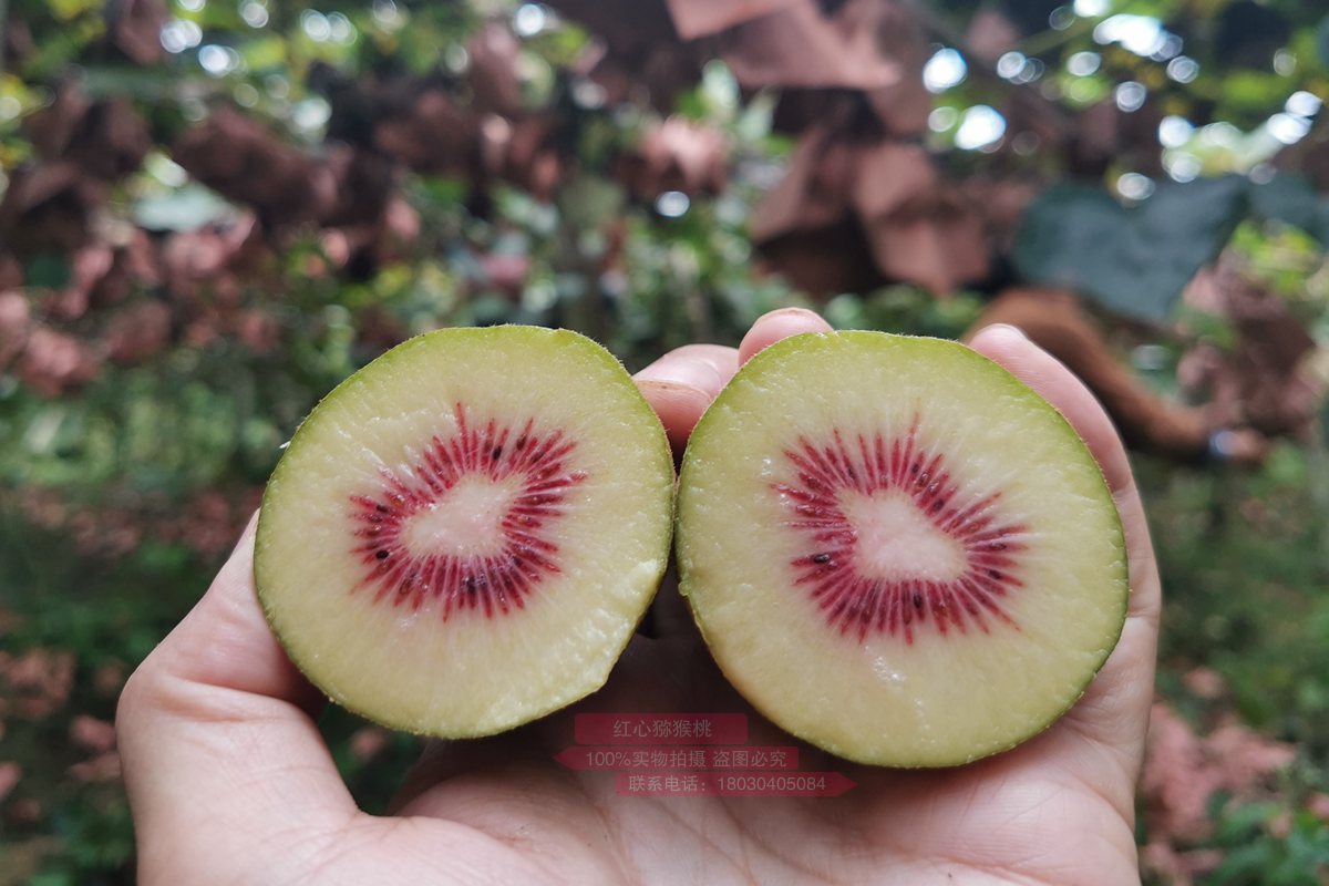 Red heart kiwifruit