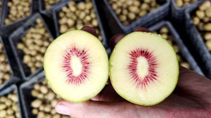 redkiwifruit