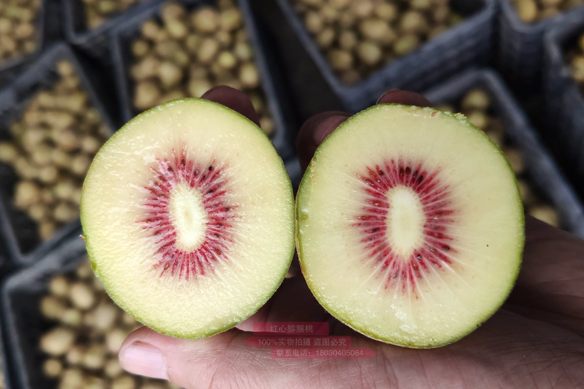 Red Kiwifruit