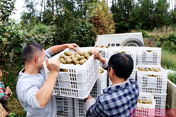 四川成都蒲江红心猕猴桃主要种植品种