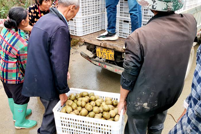 播州区三岔镇猕猴桃果园采摘装车