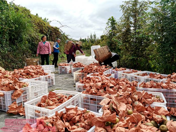 播州区红心猕猴桃采摘