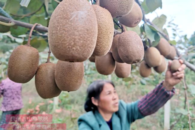 黄心猕猴桃采摘