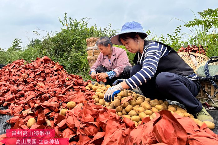 阳光金果