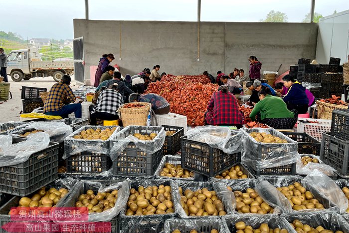 Fresh yellowKiwi fruit