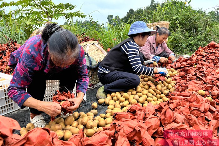 kiwi farms new zealand