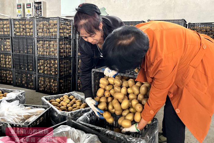 sungold kiwi orchard