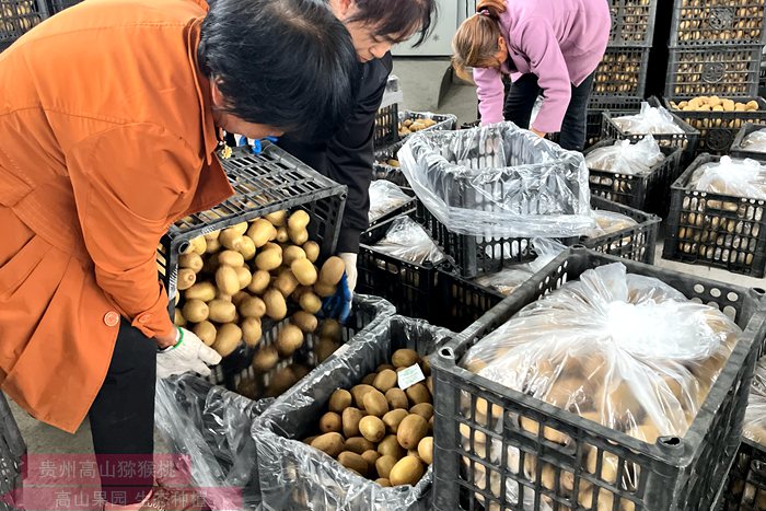 阳光金果猕猴桃