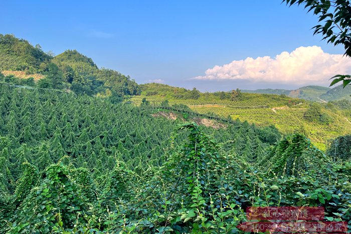 gold Kiwifruit plant