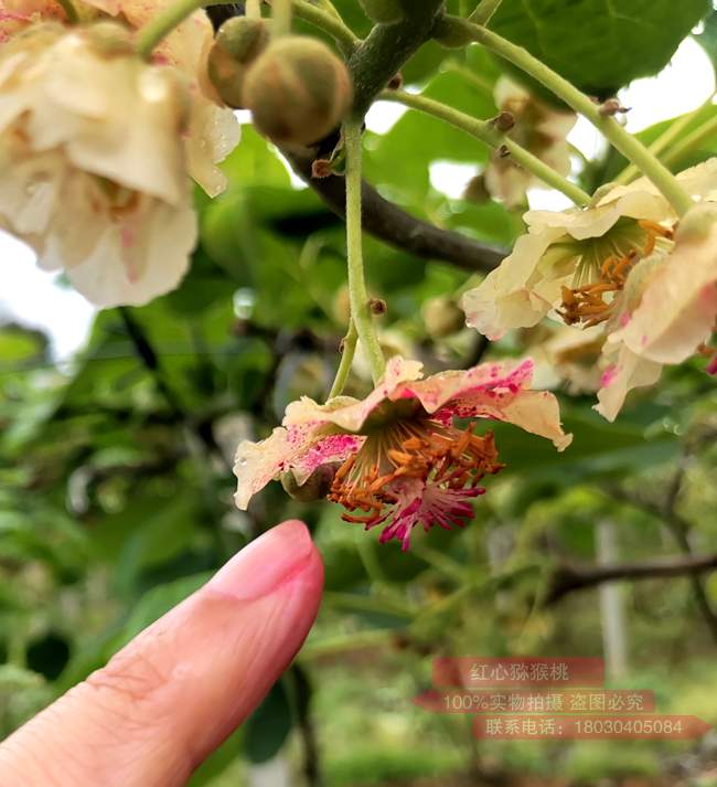 Kiwi pollination