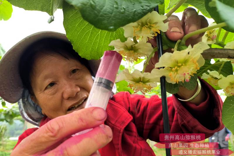 猕猴桃注射器人工授粉法