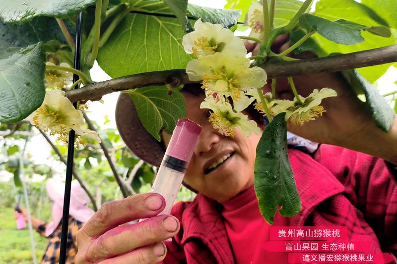 黄心猕猴桃授粉