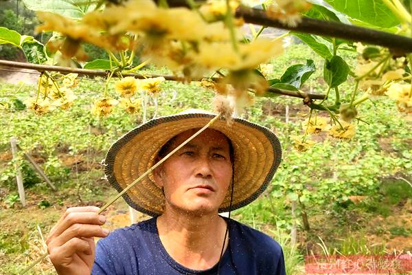 猕猴桃花粉人工授粉