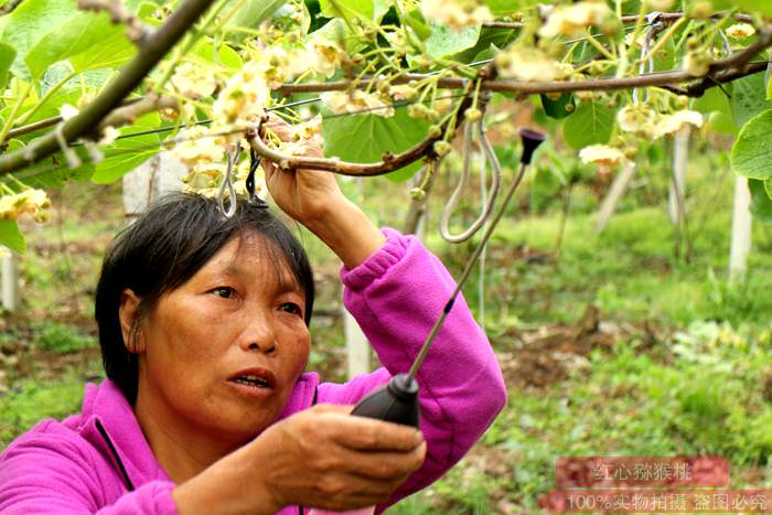 Kiwifruit pollination