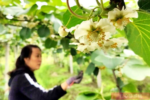 猕猴桃花粉批发零售价格多少钱一克买到