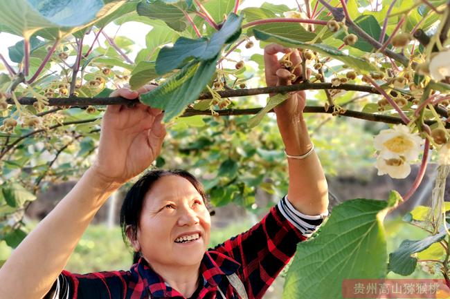 绿心猕猴桃花粉