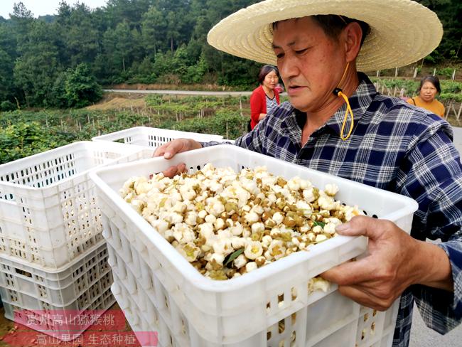 阳光金果G3猕猴桃花粉