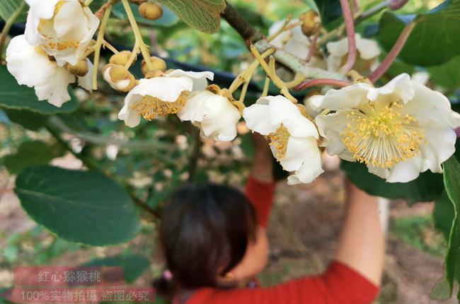 阳光金果G3花粉