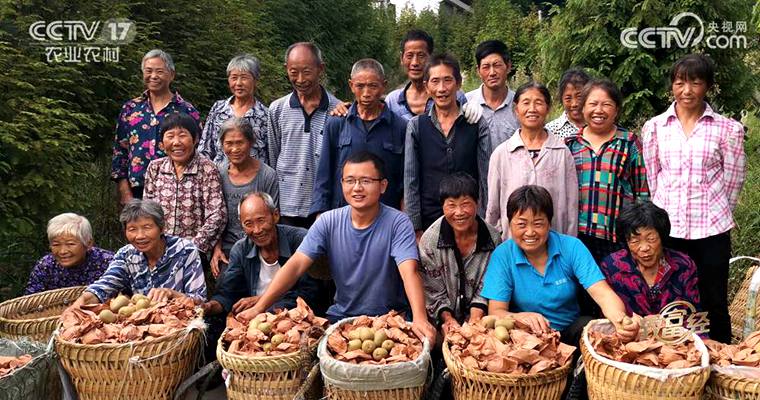 三岔镇工作人员在果园产看猕猴桃树生长情况