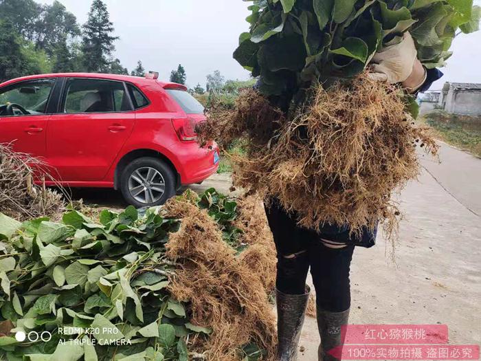 红心猕猴桃苗木基地