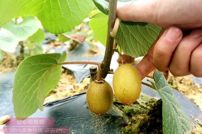 kiwifruit plants 