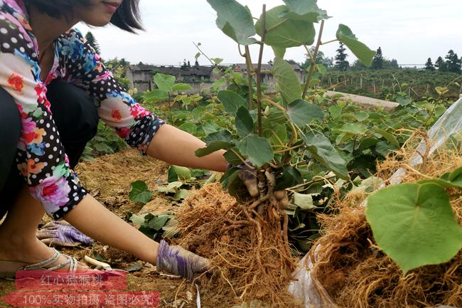 kiwifruit seedling