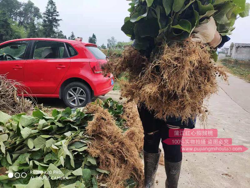 东红猕猴桃嫁接苗