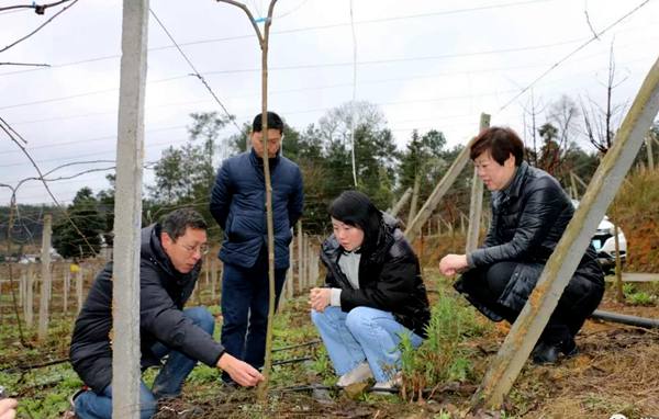 红心猕猴桃冬季田间技术