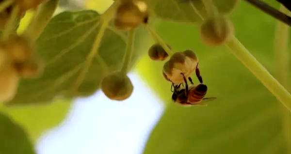 猕猴桃蜜蜂授粉