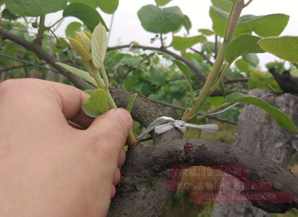 高产猕猴桃种植技术