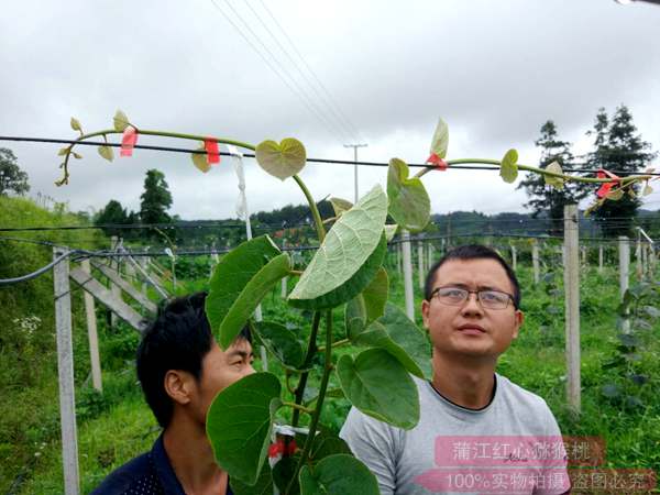 猕猴桃种植技术培训