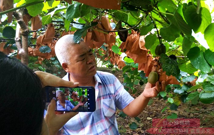 贵州东红猕猴桃种植果园