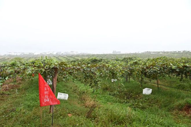 江西南昌进贤县部分先期建成并投产的猕猴桃果园