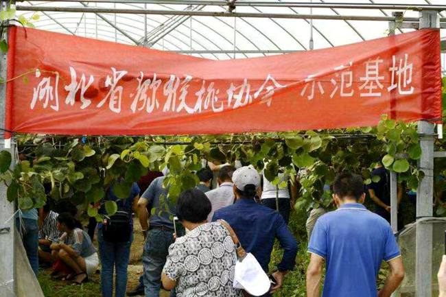 湖北猕猴桃协会举办技术培训会