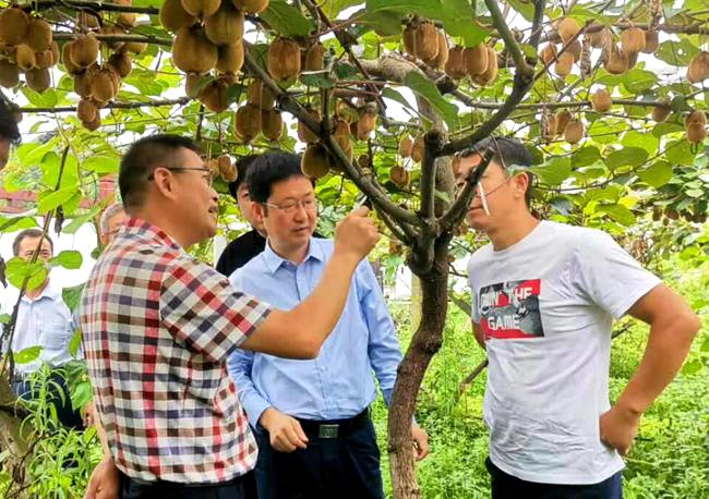 湖北万丰园生态农业科技有限公司猕猴桃