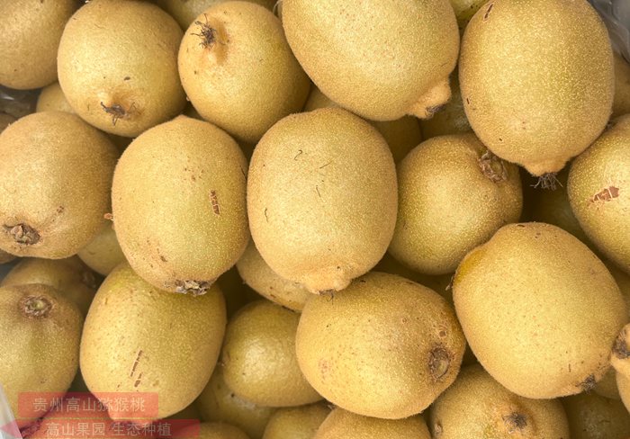 yellow Kiwifruit
