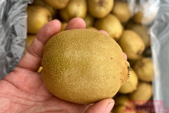 yellow Kiwifruit