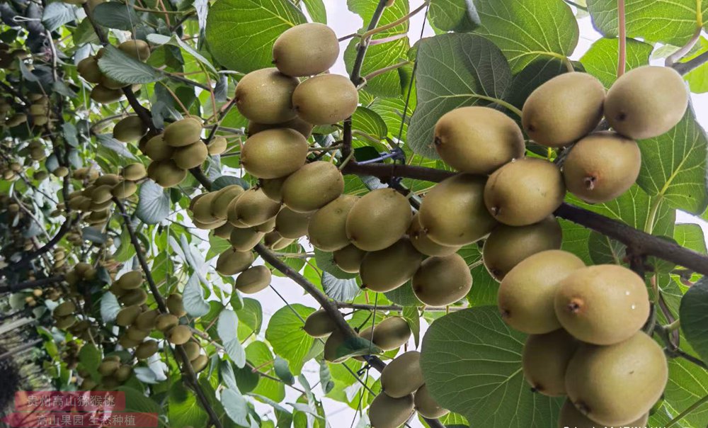 golden kiwifruit vine