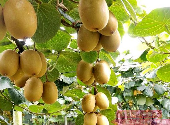 golden kiwi plants