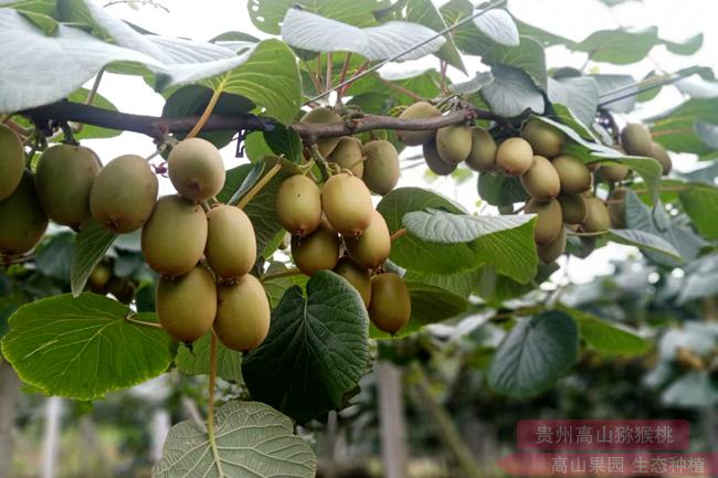 golden kiwi fruit tree