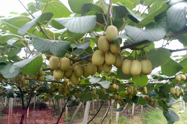 golden kiwi fruit tree