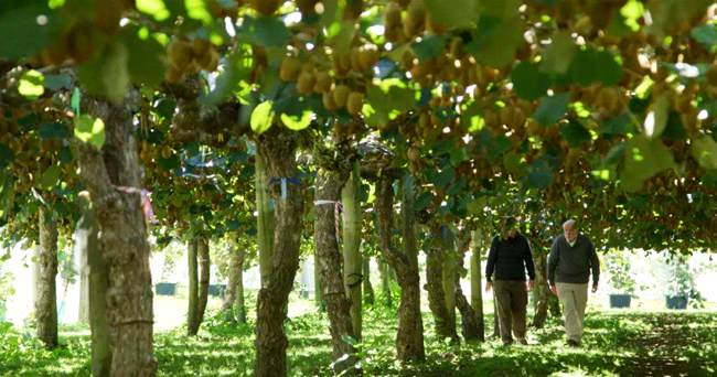 新西兰丰产的猕猴桃果园