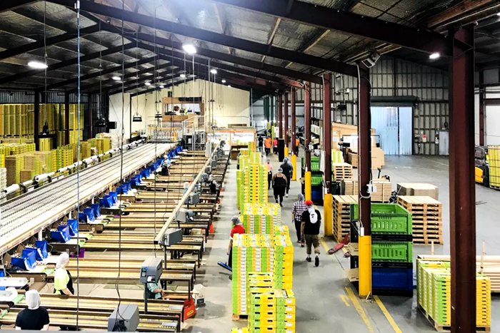 新西兰佳沛猕猴桃包装厂照片